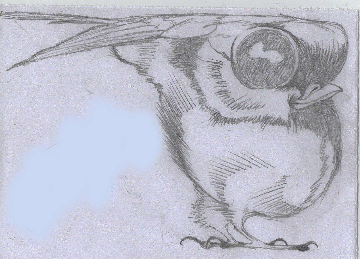 Mees-20-juni-2015 tekening/voorstudie IJsvogel - Arjan Bosch 2021