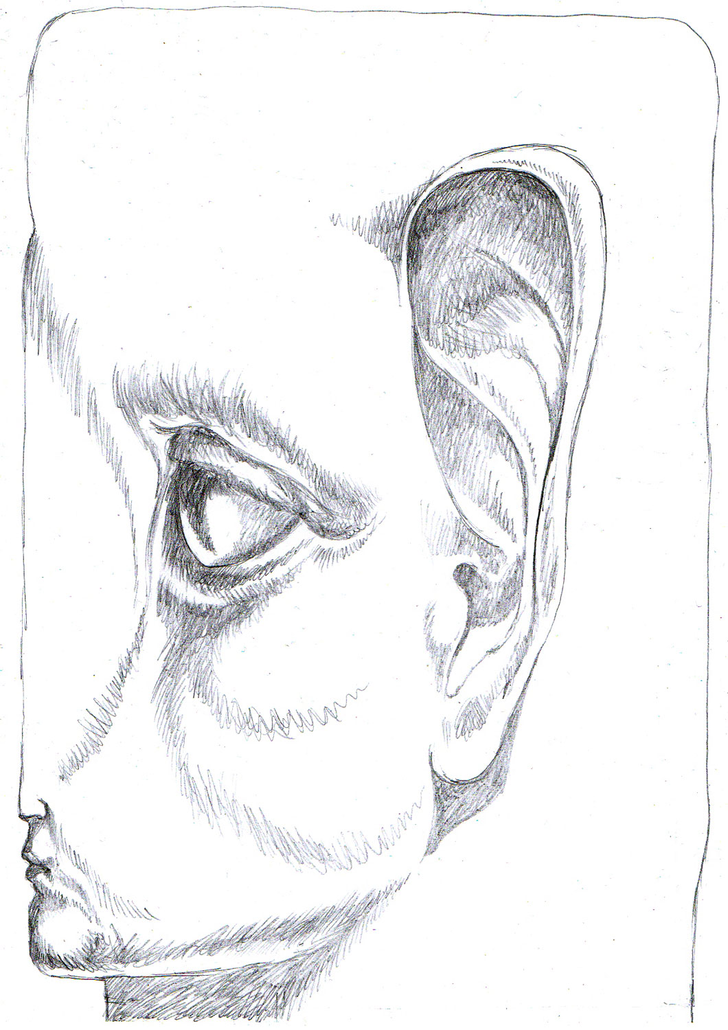 Het verzet tekening/voorstudie IJsvogel - Arjan Bosch 2021