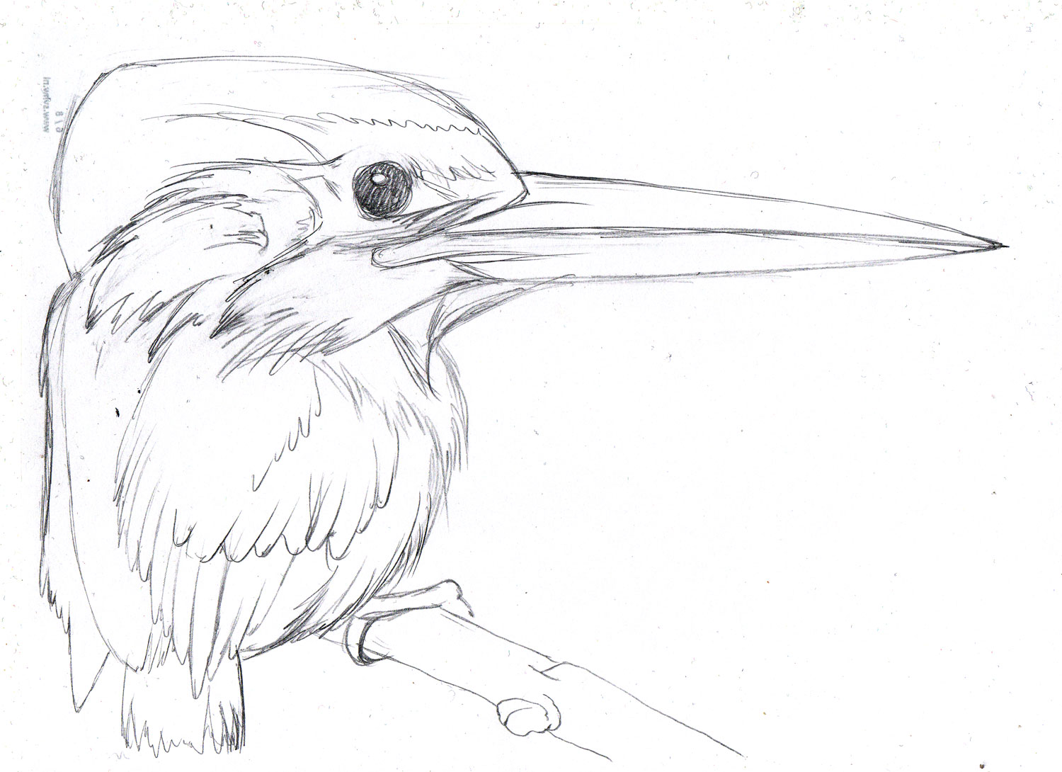 Ceyx 2021 tekening/voorstudie IJsvogel - Arjan Bosch 2021